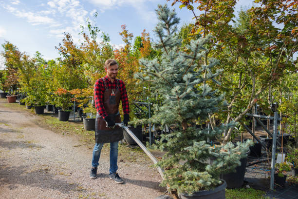 Residential Tree Removal in Stacy, MN